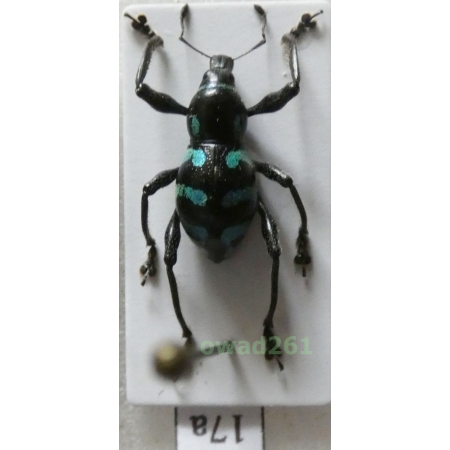 Metapocyrtus lindabonus W.Schultze, 1922 male Philippines17a